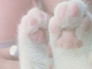 Feline Paw Porn - paws up ... pink!