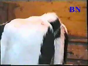 Man Fucks Calf Cow - Man w/Big Dick Fucks Calf