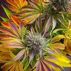 Cannabis - Peace @prismalabs Weed porn care of @prismalabs by techniquo.digitalis  #Prismalabs