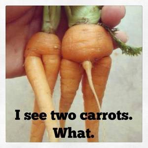 Funny Porn Food - Cute Funny Carrot Couple on
