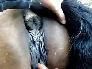 mare fisting videos - Big Vulva Fist