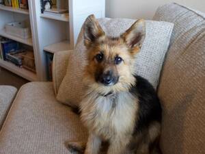 German Shepherd Porn Sites - Adult German Shepherd with rare condition still looks like a puppy | The  Independent