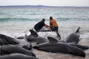 couples nude beach tampon - 52 Whales Die After Mass Stranding in Western Australia | Fresh news for  2023