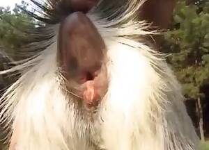 Goat Chicken Porn - Goat Videos / Anal Zoofilia / Most popular Page 1