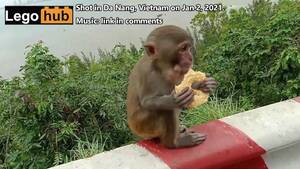 Monkey Sexhub - Monkey Sexhub | Sex Pictures Pass