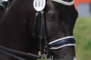 Andrea Cox Porn - Heartbreak of owner whose horse was spooked by Bristolâ€¦