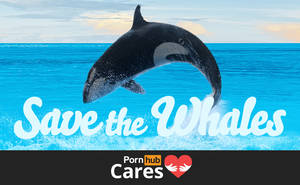 Hd Whale Porn - Launching in commemoration for World Whale Day on February 13, Pornhub will  be doing a month-long fundraising and awareness movement dedicated to the  ...