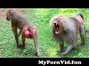 Baboon - BABOON Got angry| ANIMAL LIFE from baboons mating Watch Video -  MyPornVid.fun