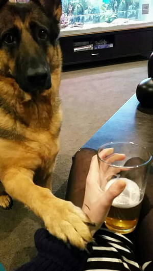 German Shepherd Anime Porn - You must admit that you've got a problem