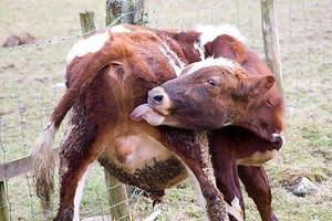 Cow Porn - Jon Pigeon on Twitter: \