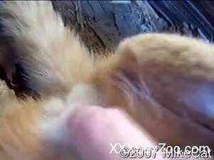 Cat Dick Porn - Girl Sucking Cats Dick Onlyfans Leaked Videos