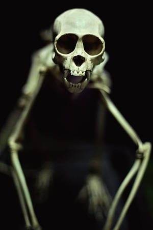 Anorexic Midget Porn - lanky midget zombie anorexic porn by mugley