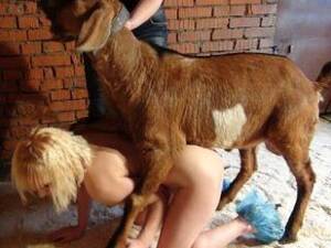 Goat Sex Girls Porn - Girl and the goat sex pics - Naked photo. Comments: 1