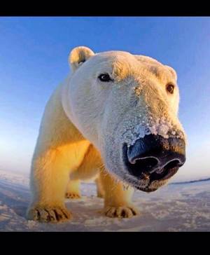 I Mean Actual Bears Bear Porn - Polar bear