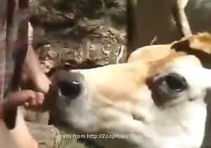 German Bestiality Porn - 