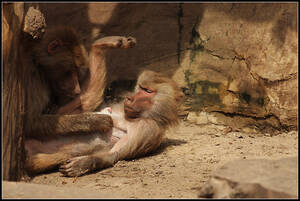 Baboon - Baboon porn. II. by realny on DeviantArt