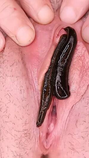 Japanese Porn Leech - Pussy gnawed by leeches - ThisVid.com