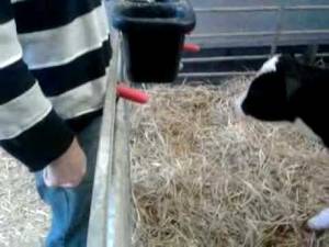 Man Fucks Calf Cow - Angry wife forc porn