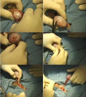 German Shepherd Furry Porn - 