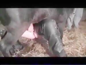 Marina Lotar Bestiality Porn - Most Relevant Videos - marina lotar ramba sfida la bestia -  Bestialitysextaboo - Animal Bestiality