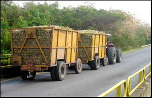 Barbados Sugar Porn - Our old friend Colin Beadon posted the following lament about our  agricultural failures in our Open Discussion section early Saturday morning.