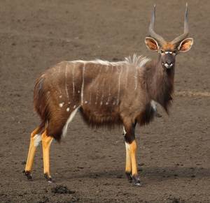 Furry Porn African Impala - 