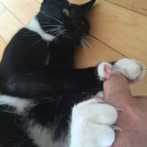 cat - porn star james deen and his cat squeak