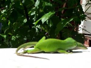 Japanese Reptile Porn - GEICO GECKO Birds & Bees PORN SEX TAPE film,Gecko's Honey on a BEEHIVE,A  real TIGER in the WOODS - YouTube