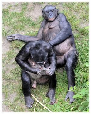Chimpanzee Sex - Dawn of the planet of the â€¦bonobos? | social politics and stuff