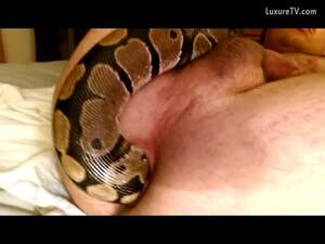 Bestiality Snake Porn - Big snake fucking a horny gay man - LuxureTV