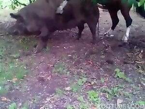 asian pig sex - Zoophilia Search Results for pig