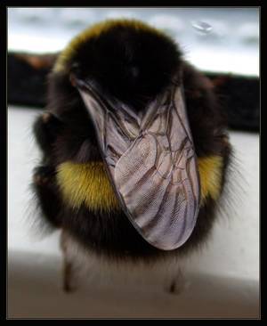 Fat Furry Bee Porn - chubby bumblebee