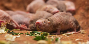 homemade passed out nude - Naked mole-rat | Smithsonian's National Zoo and Conservation Biology  Institute