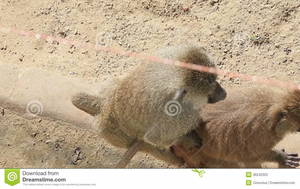 Baboon Sex - 
