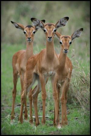 Furry Porn African Impala - A terrific trio of impalas in Kruger National Park.