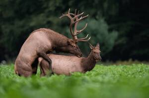 Deer Having Sex - Deer Sex Royalty-Free Images, Stock Photos & Pictures | Shutterstock