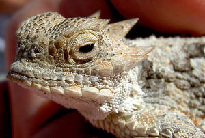 Horny Toad Porn - I discovered ...