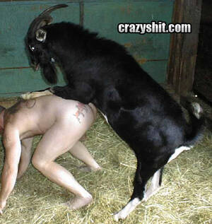 Man Fucks Goat - CrazyShit.com | What A Dirty Goat Fucker - Crazy Shit