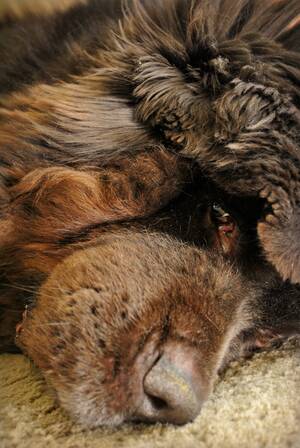 Dogstyle Porn - Up Close And Personal, Big Dog Style - My Brown Newfies