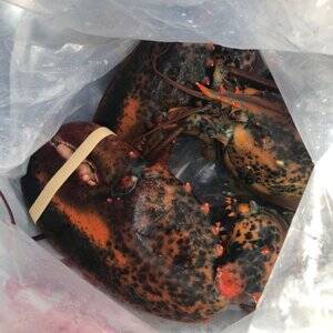 Lobster Porn Slap - TOP 10 BEST Live Lobster in Fremont, CA - March 2024 - Yelp