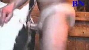 naked fat cow fucking - Man fuck Cow Animal Porn