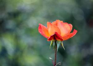 Earth Day Porn - Forget the food-porn images, Instagram is a source of inspiration for those  looking to follow a no-waste lifestyle