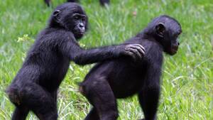 Chimpanzee Sex - The sexy, happy apes we might have been | CNN