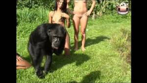 Chimpanzees Fucking Sexy Girls - Monkey and brasilian girls watch online
