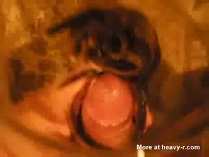 Extreme Gay Porn Bugs - Formicophilia Video