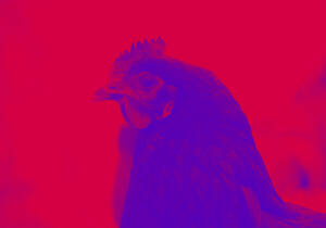 forced wife interracial threesome - What Does 'BBC' Mean? | Acronyms by Dictionary.com