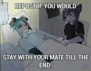 Cartoon Furry Zoe Wolf Porn - I don't really consider myself a furry , but I love fursuiting ... if that  makes sense | Anthro/furries | Pinterest | Furry art, Fandom and Pride