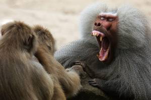 Baboon - Baboons use their tongues to make vowel-like sounds found in human speech |  WIRED UK