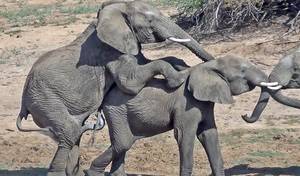 Elephant Anime Porn - 