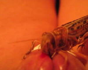 Locust Porn - Locust at work - Creature Comforts | MOTHERLESS.COM â„¢